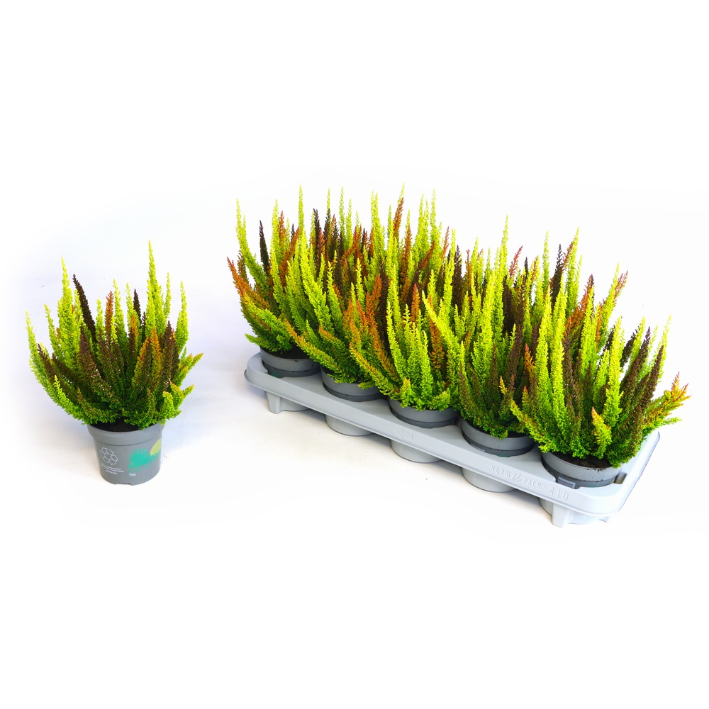 Picture of Calluna vulgaris Beauty Ladies Skyline Colorados Trio MINI P6