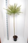 Salix int. Hakuro-nishiki