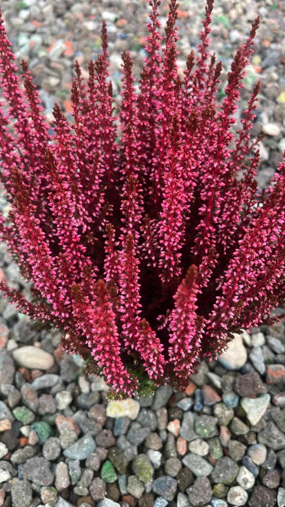 Picture of Calluna Beauty Ladies in varieties painted P9,5 15-CM