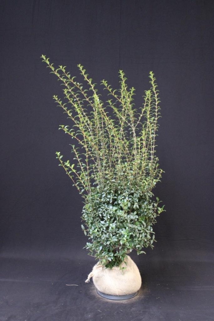 Picture of Osmanthus burkwoodii ROOTBALL 100/120CM