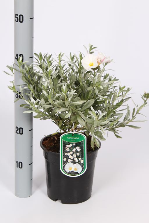 Picture of Convolvulus cneorum P17 (2 Ltr)