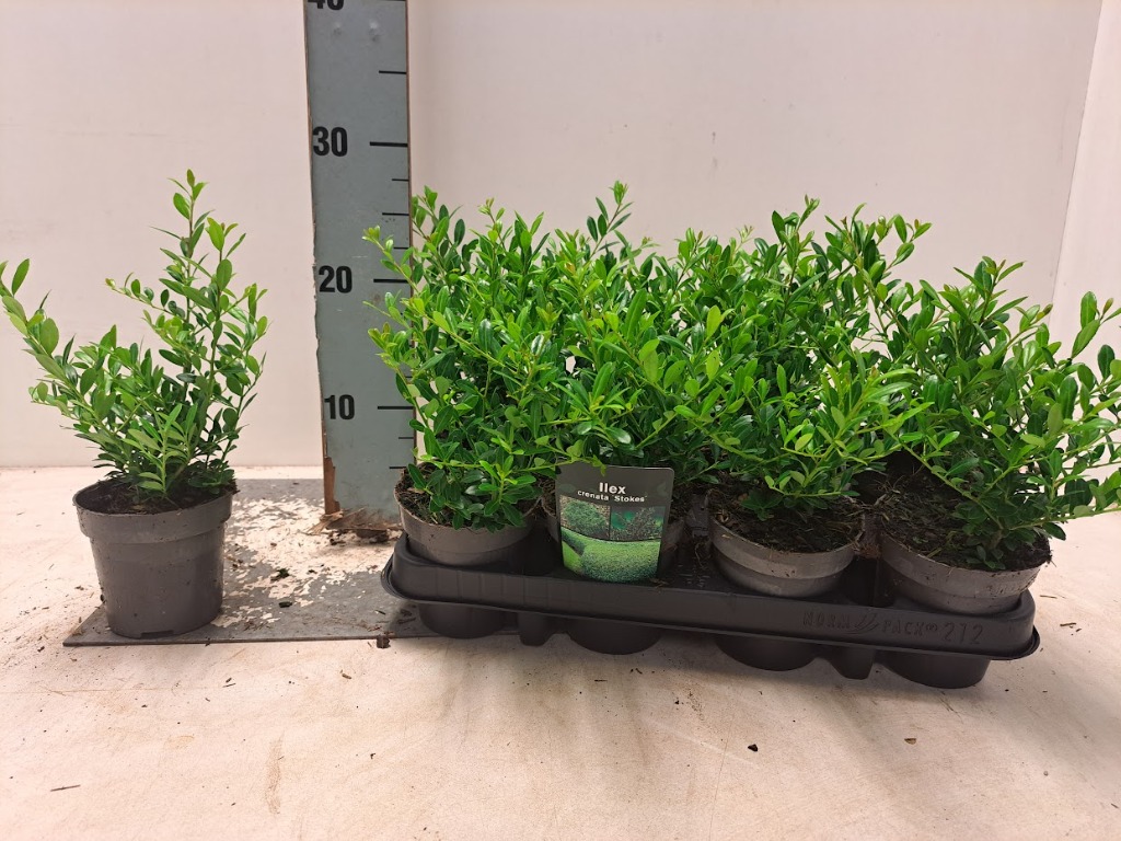 Ilex cr. Stokes