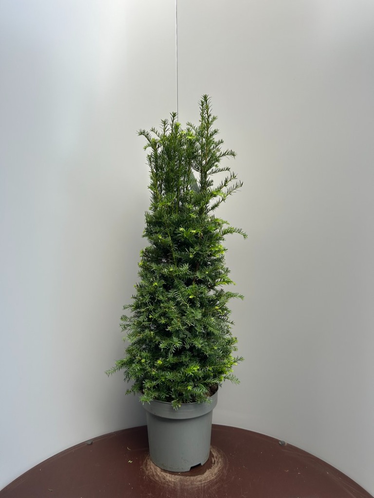 Taxus baccata