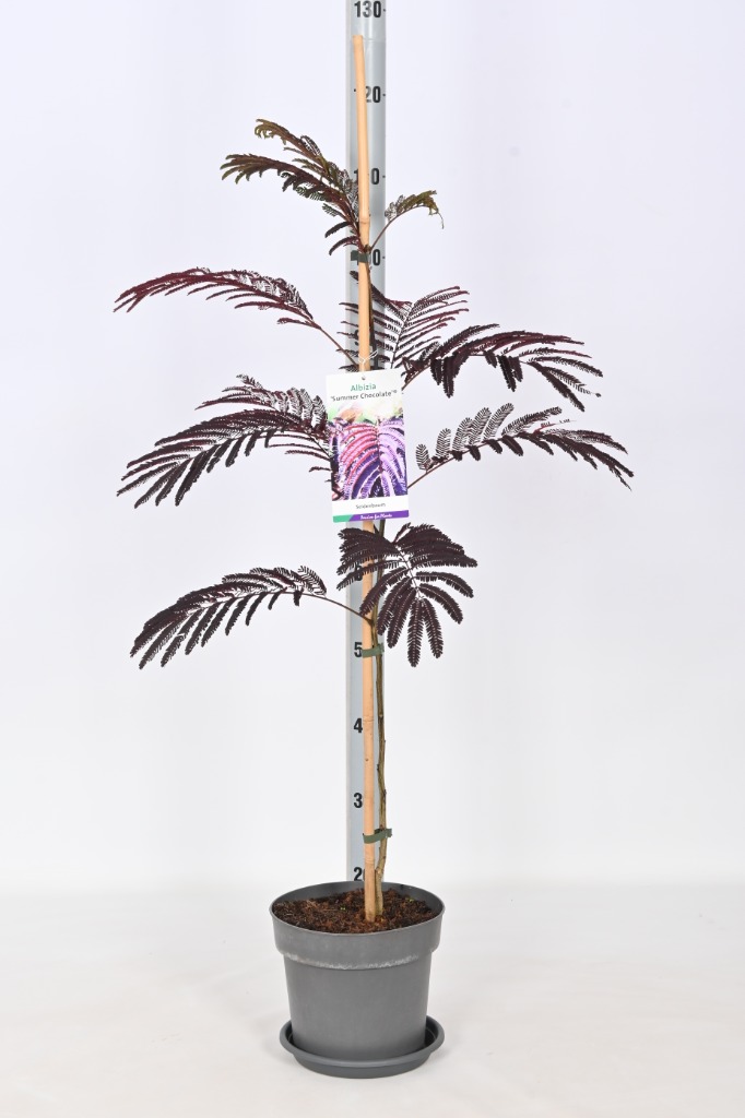 Picture of Albizia julibrissin Summer Chocolate P23 (5 Ltr)