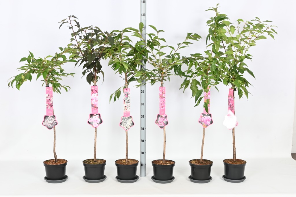 Picture of Trolley Deal 2024 Prunus in 6 varieties 60/Std P19 (3 Ltr) F.O. (143)