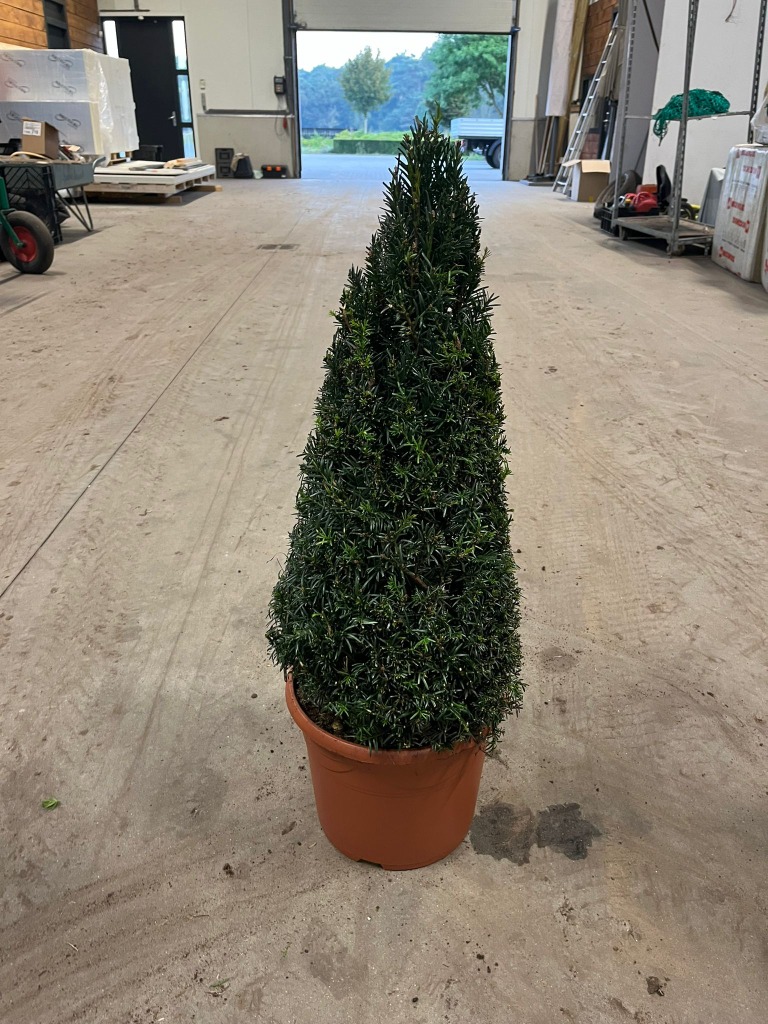 Picture of Taxus Baccata P29 (10 Ltr) 60/80-PYR