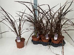 Picture of Phormium Platts Black P15