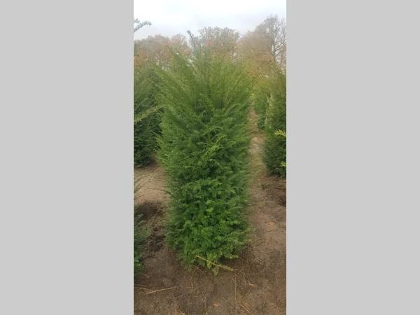 Picture of Taxus Baccata ROOTBALL 140/160cm