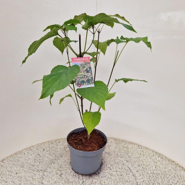 Picture of Clerodendrum trichotomum P23 (5 Ltr)