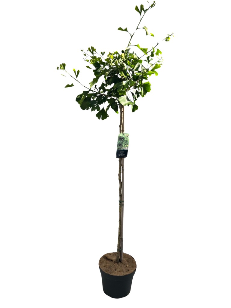 Picture of Ginkgo biloba Pendula P29 (10 Ltr) 120/STD