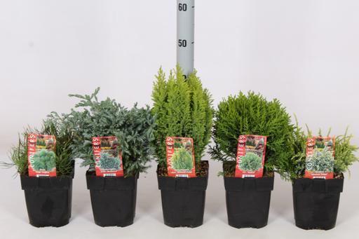 Picture of Conifers in varieties P17 (2 Ltr) 20/30