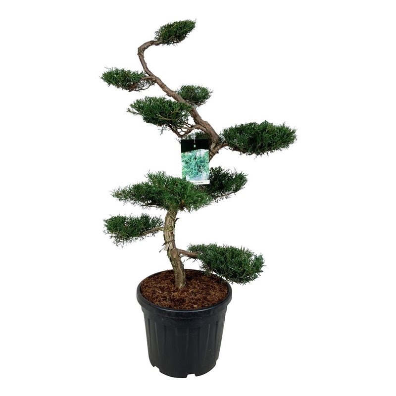 Picture of Juniperus virg. Grey Owl P47 BONSAI 125/+