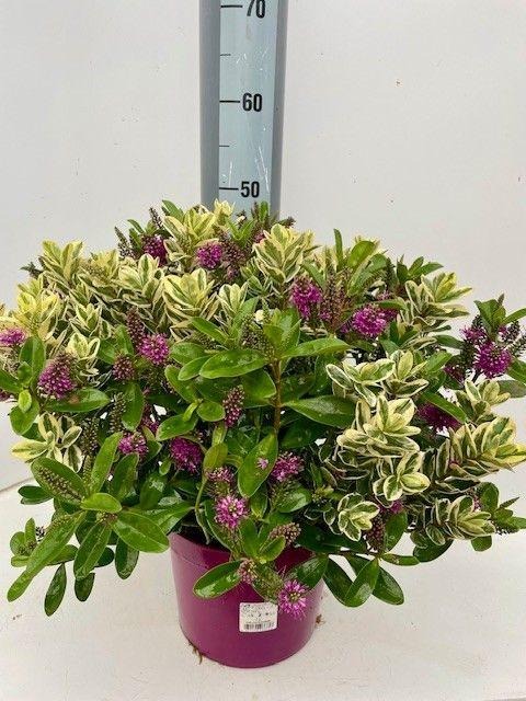 Bild von Trolley Deal 2025 Hebe Queen in varieties  P23 (5Ltr)