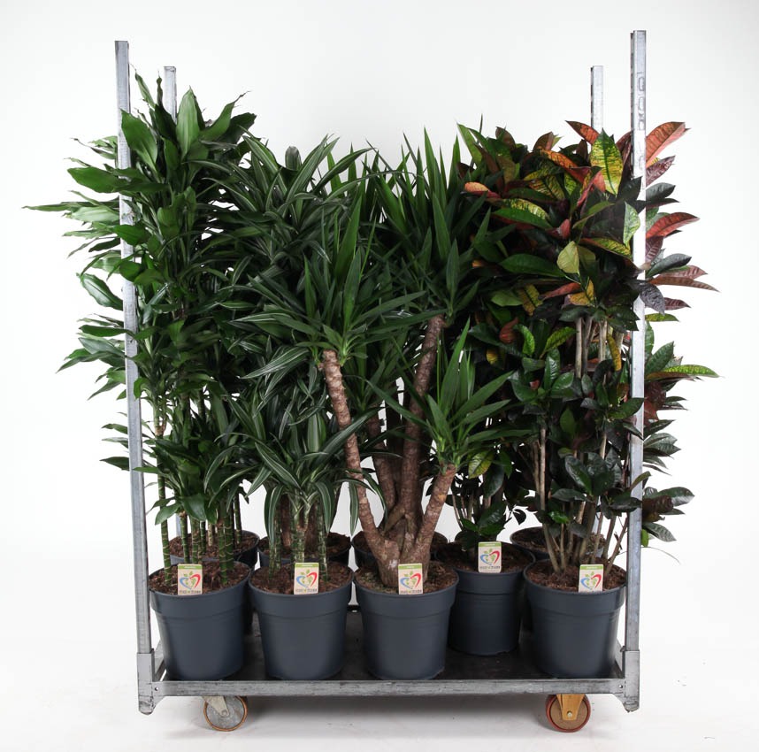 Picture of Trolley Deal 2024 Houseplants in varieties Summer Promo 07 P31 height 150 cm J6