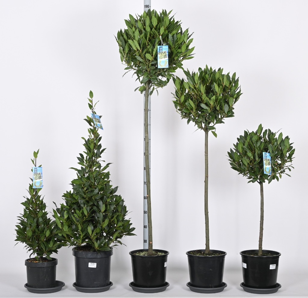 Picture of Trolley Deal 2024 Laurus nobilis in mixed sizes F.O. (139)