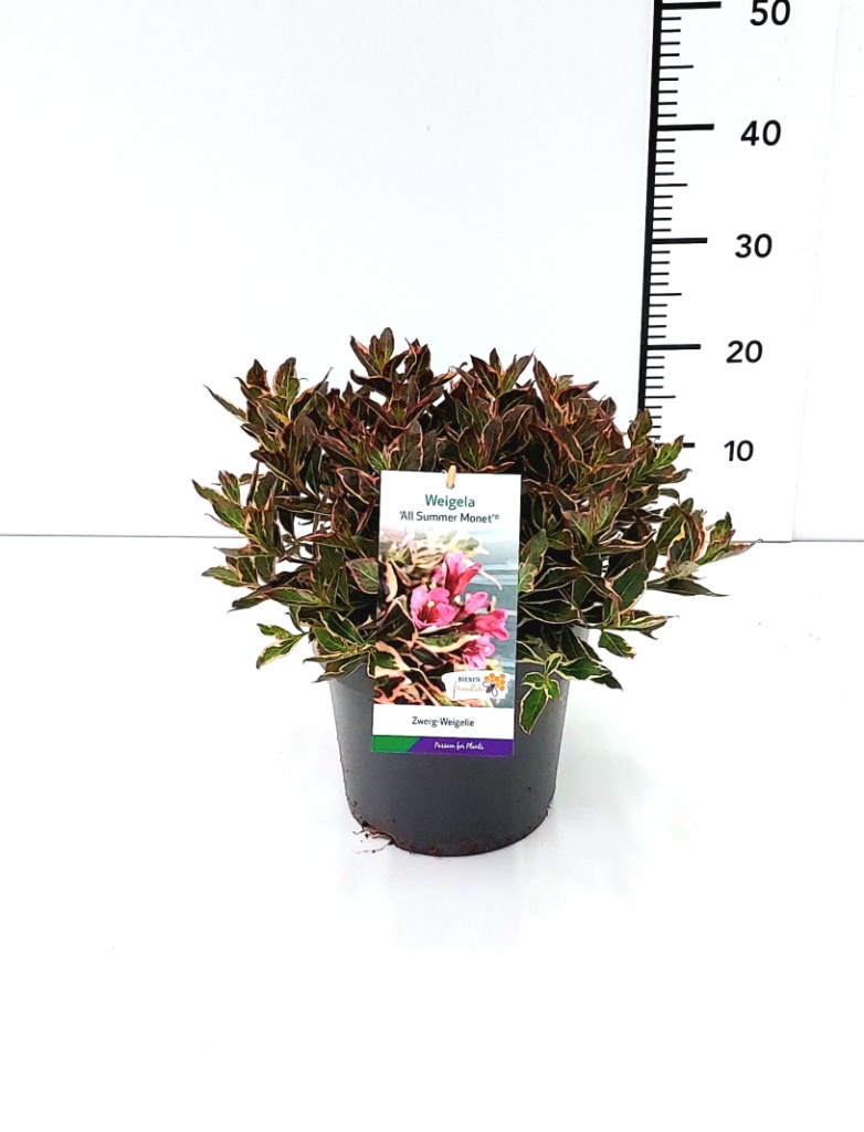 Picture of Weigela All Summer Monet PBR P23 (5 Ltr)