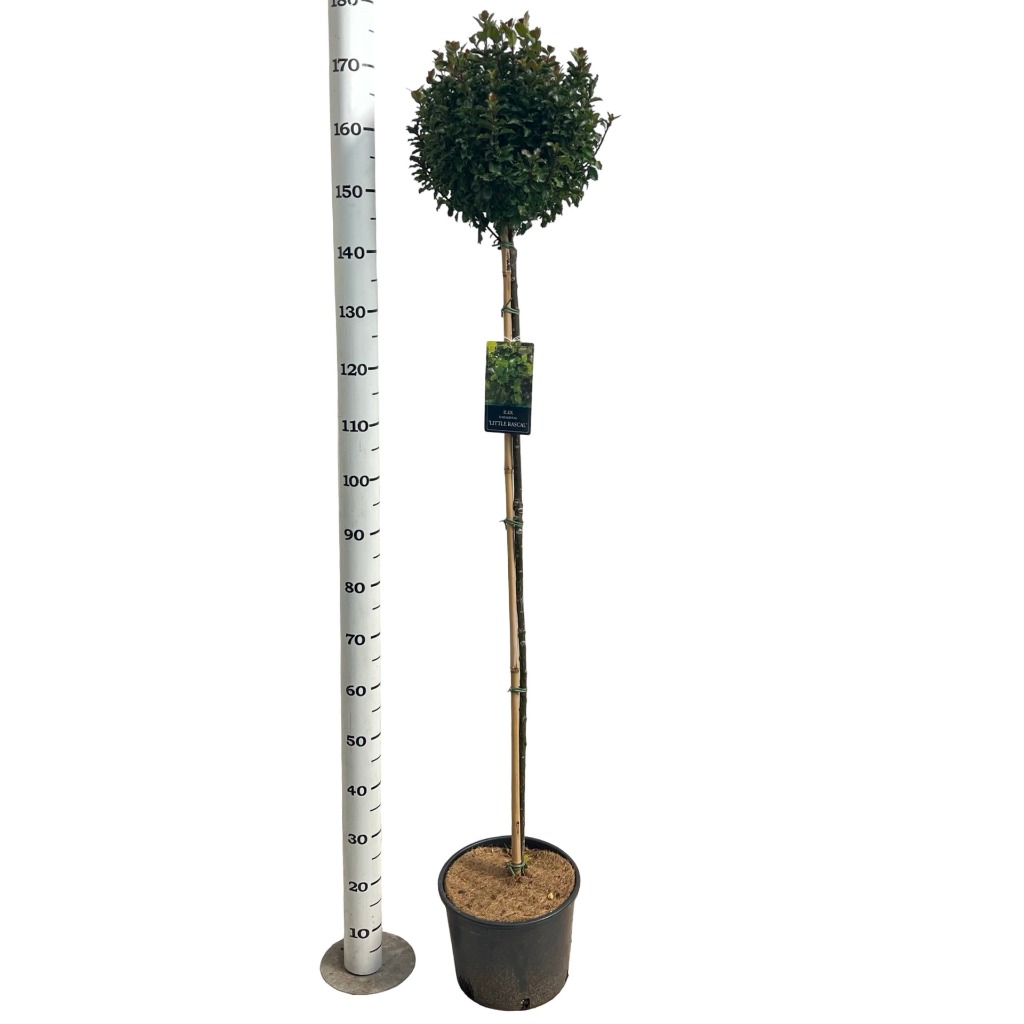 Ilex mes. Little Rascal