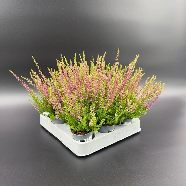 Picture of Calluna vulg. Red Sun P6 15-CM