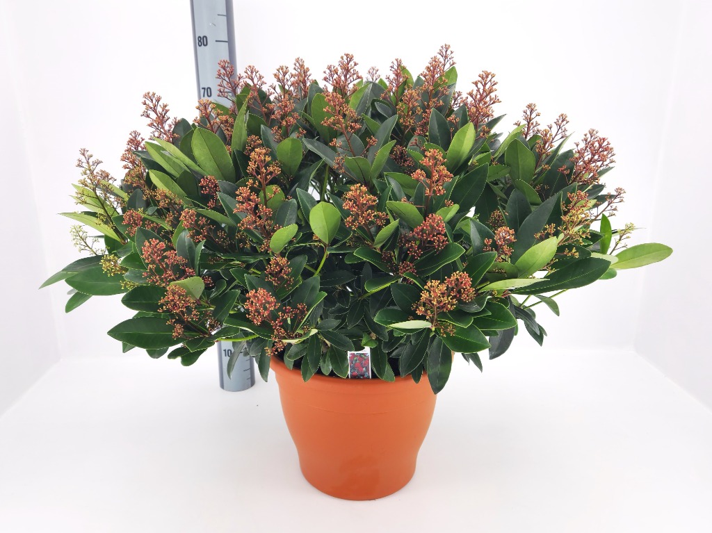 Picture of Trolley Deal Skimmia jap. Rubella P35(17 Liter)