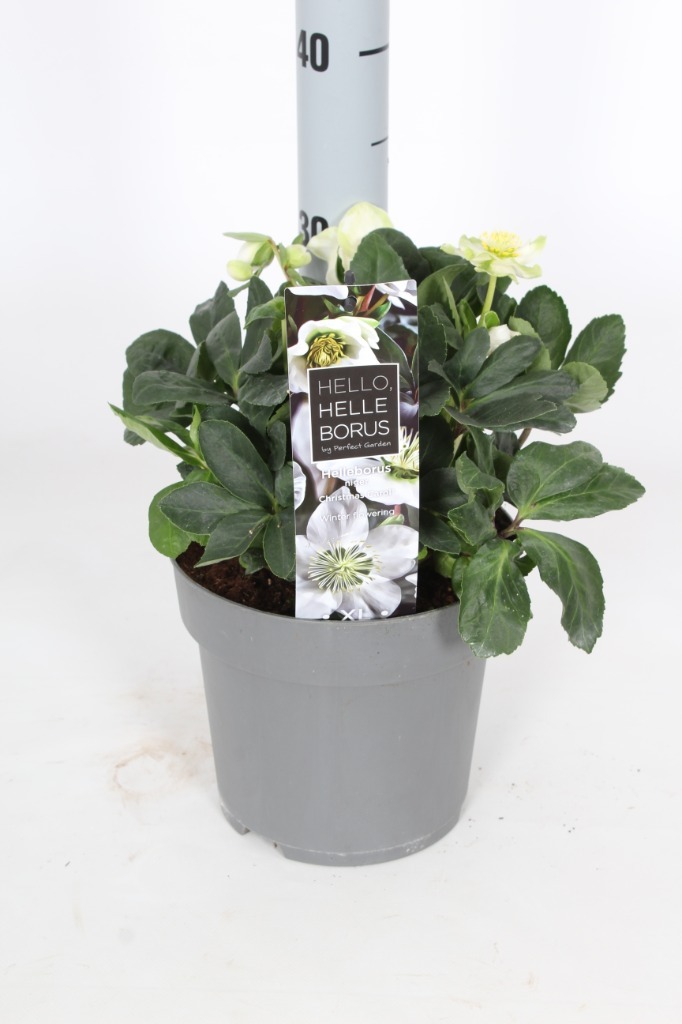 Picture of Trolley Deal 2024 Helleborus nig. Christmas Carol in mixed sizes F.O. (077)