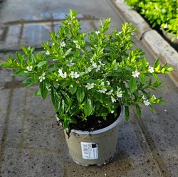 Picture of Cuphea hyssopifolia White P11 15-CM