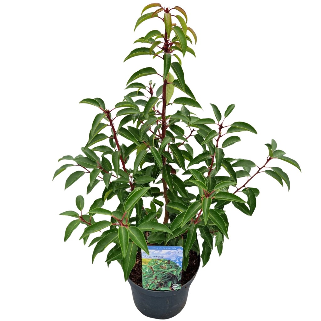 Picture of Prunus lusitanica Angustifolia P19 (3 Ltr)