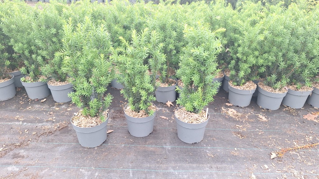 Taxus med. Hillii