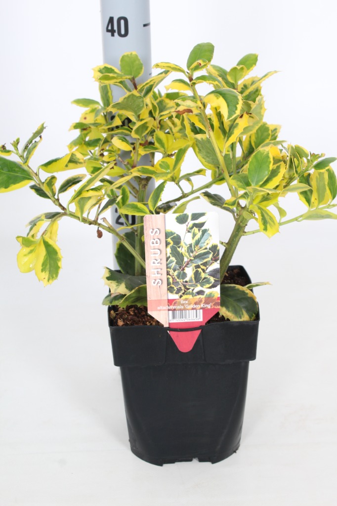 Picture of Ilex altaclerensis Golden King P17 (2 Ltr) Square 20/30