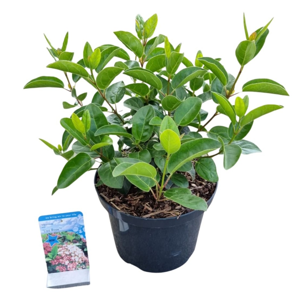 Picture of Viburnum tinus Lisarose P23 (5 Ltr)