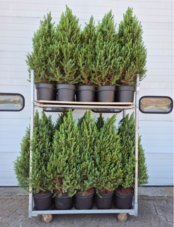 Picture of Picea glauca Conica (delivery/october) P29 (10 Ltr) 120/CM-INCL-POT/POTGROWN