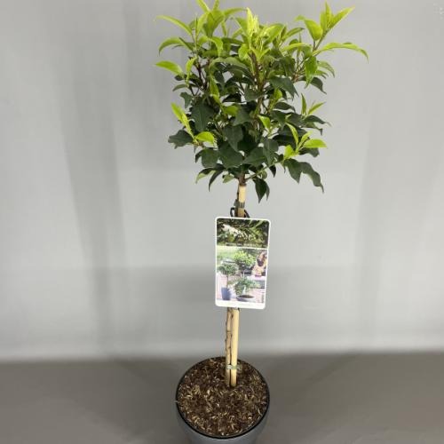 Picture of Prunus lus. Brenelia P19 (3 Ltr) 50/STD