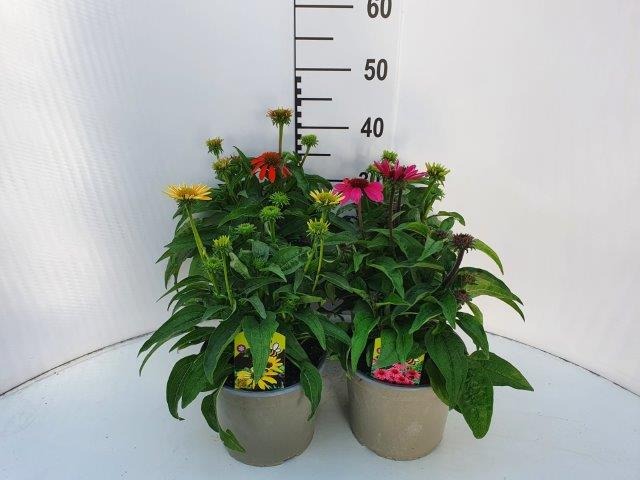 Obrázek Echinacea in varieties meristem P19 (3 Ltr) 50-CM