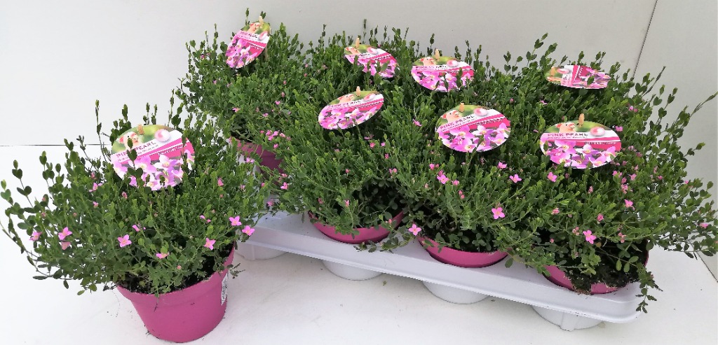 Picture of Boronia crenulata Pink Pearl P13 30-CM