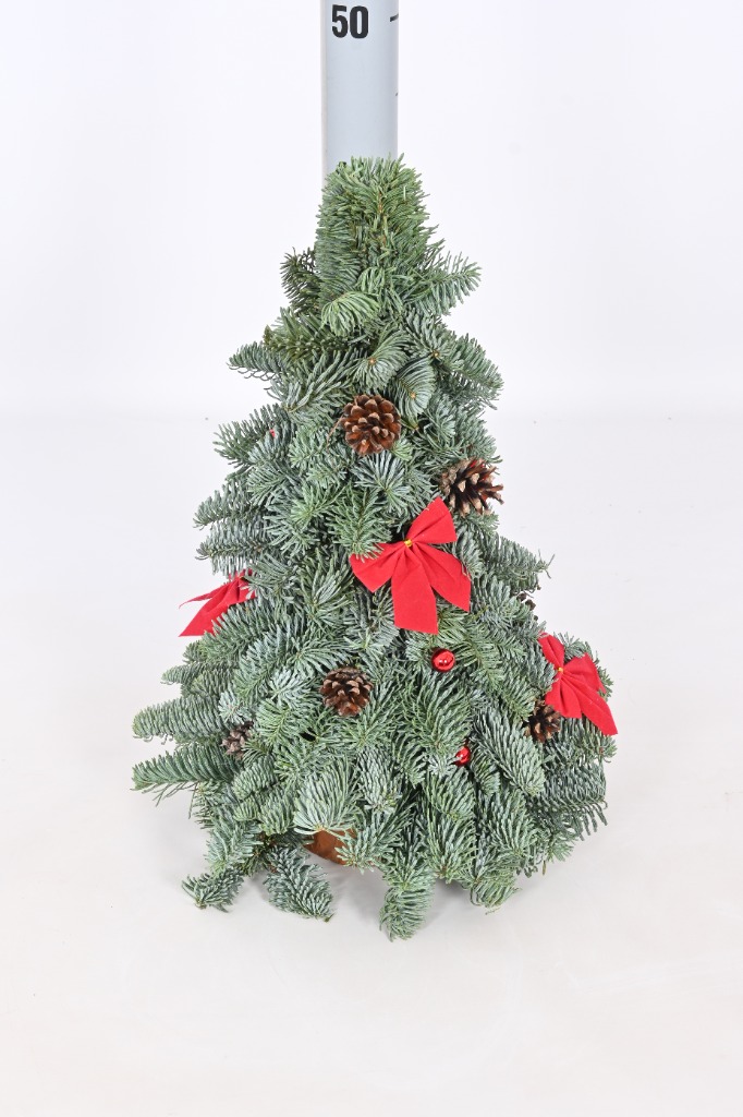 Picture of Abies nobilis mini Trees with decoration 1 (with pine cone and red bow) 40CM