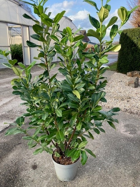 Picture of Prunus laur. Rotundifolia P32 (15 Ltr) 150/175