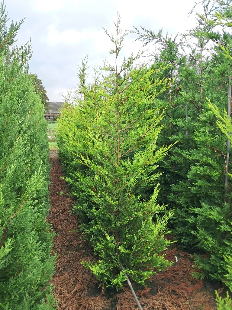 Picture of Cupressocyparis leylandii Castlewellan Gold ROOTBALL 125/150CM