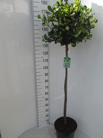 Picture of Ilex altaclerensis Lawsoniana P32 (15 Ltr) 110/STD