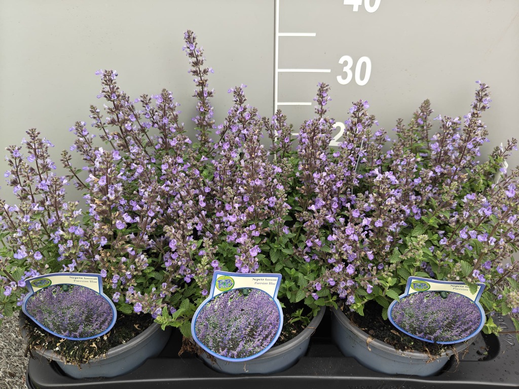 Nepeta faas. Purssian Blue