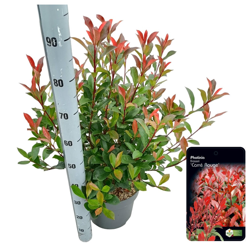 Picture of Photinia fras. Carre Rouge P29 (10 Ltr)