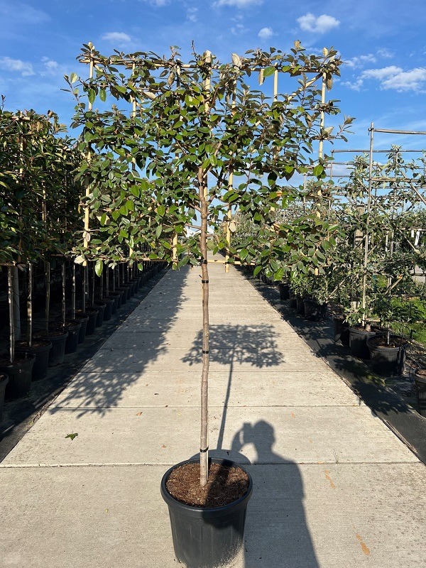 Elaeagnus Ebbingei