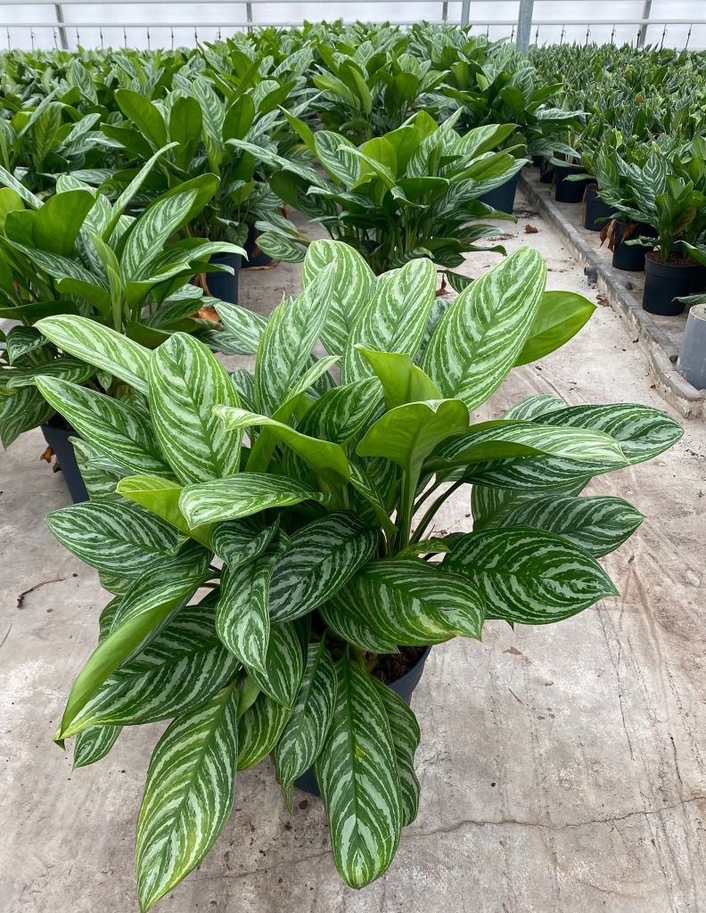 Aglaonema Stripes