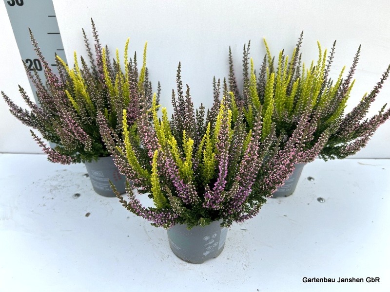 Picture of Calluna Beauty Ladies Trio P10.5 22 cm
