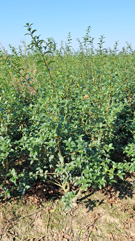 Picture of Osmanthus burkwoodii ROOTBALL 60/80CM