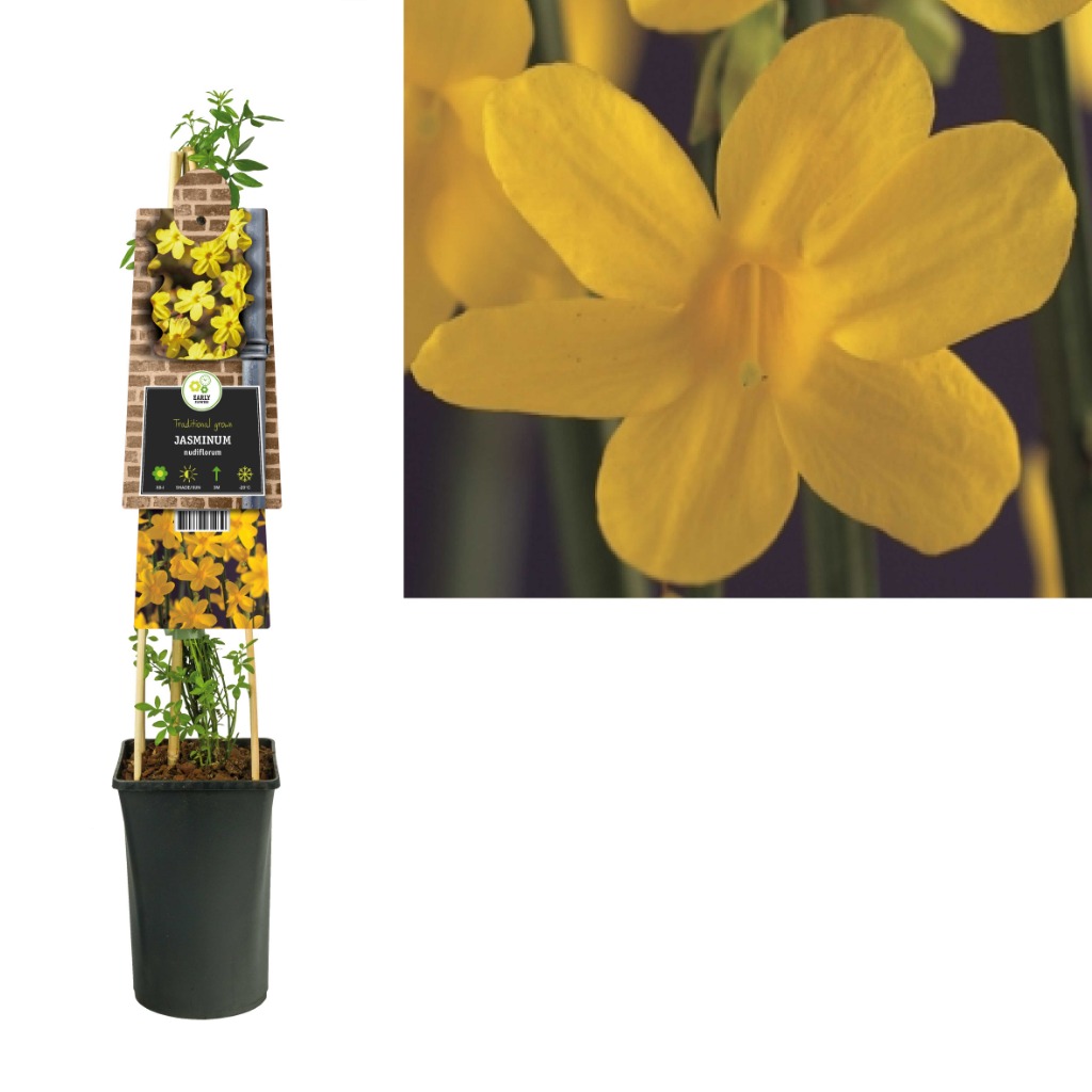 Picture of Jasminum nudiflorum P17 (2 Ltr)