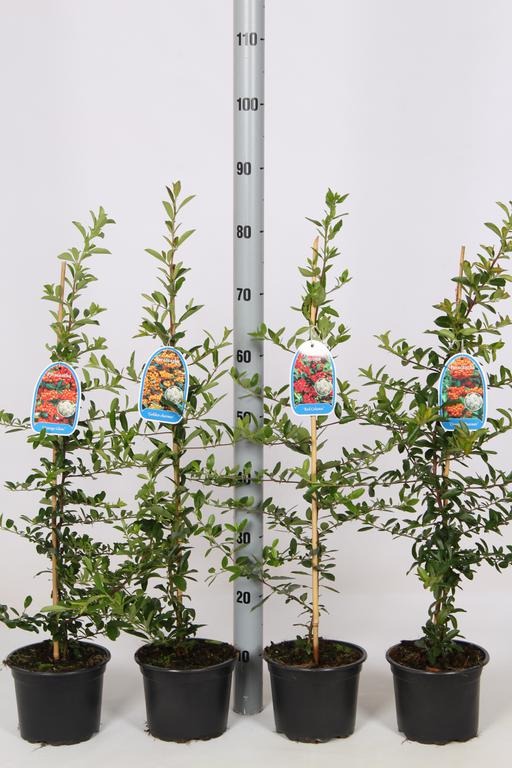 Picture of Pyracantha in varieties P17 (2 Ltr) 70/80