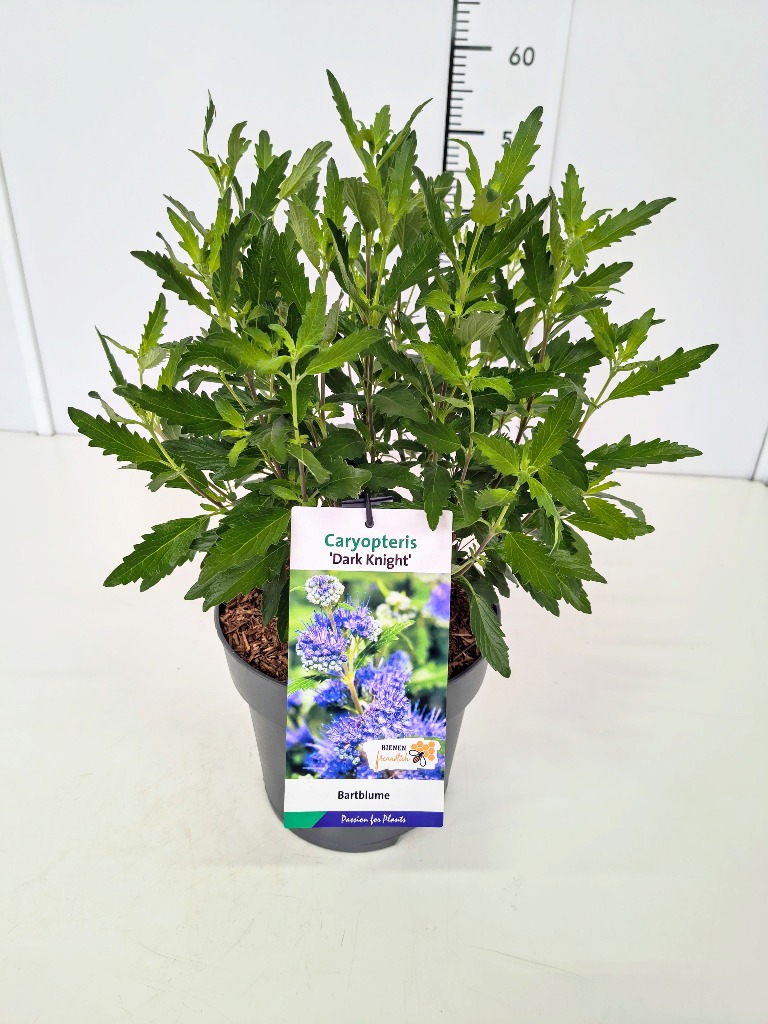 Picture of Caryopteris cland. Dark Knight P23 (5 Ltr)