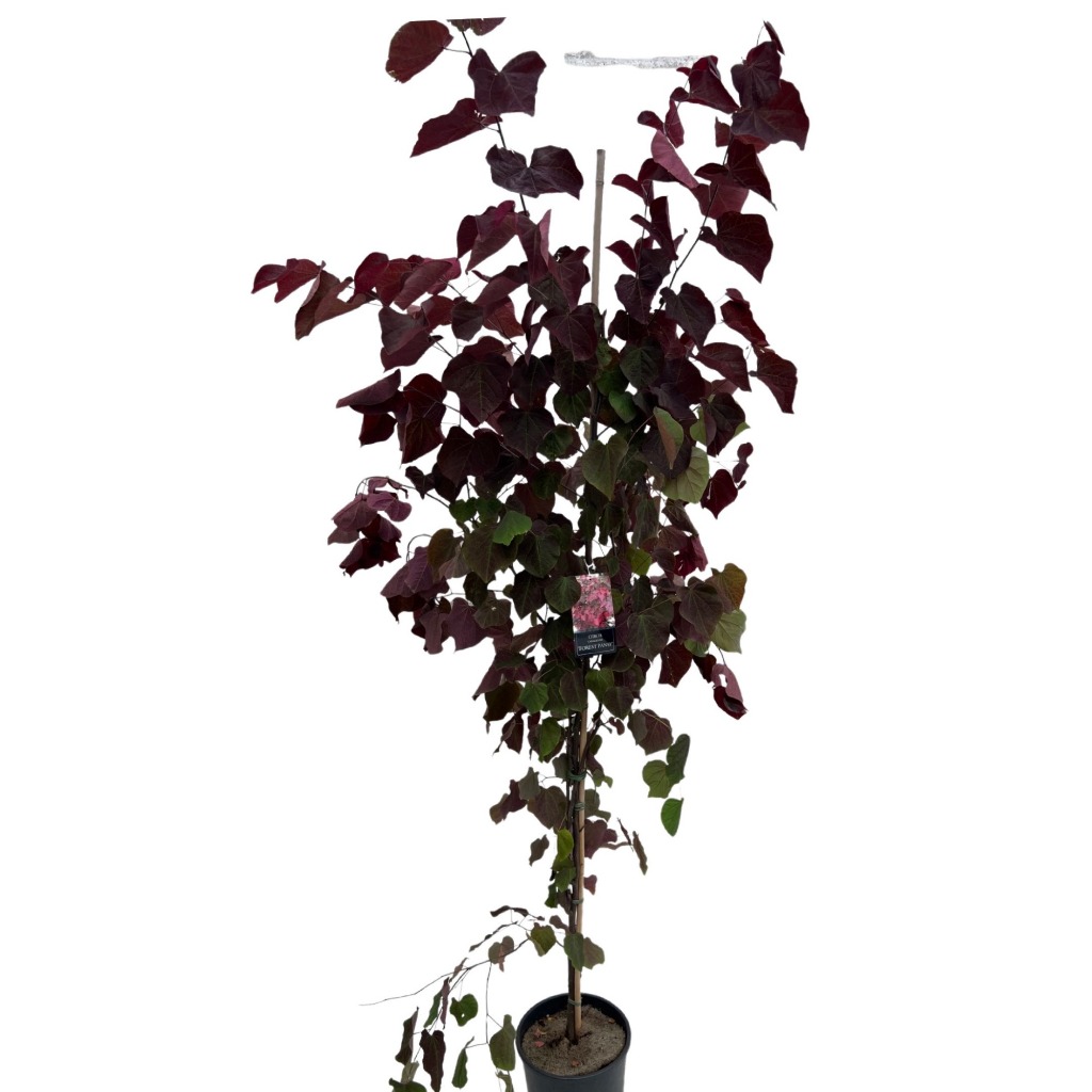 Picture of Cercis canadensis Forest Pansy P29 (10 Ltr) 175/200