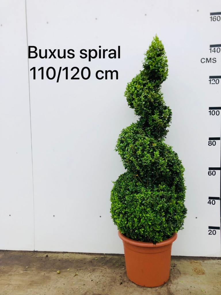 Picture of Buxus Sempervirens P36 (20 Ltr) SPIRAL-110/120