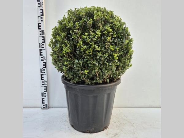Ilex cr. Caroline Upright