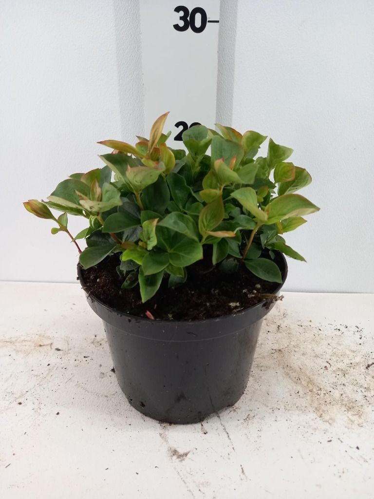 Cornus canadensis
